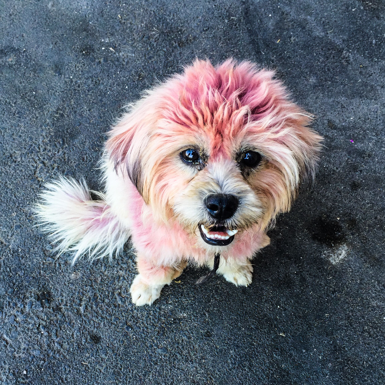 jamaica_pink_dog_1x1